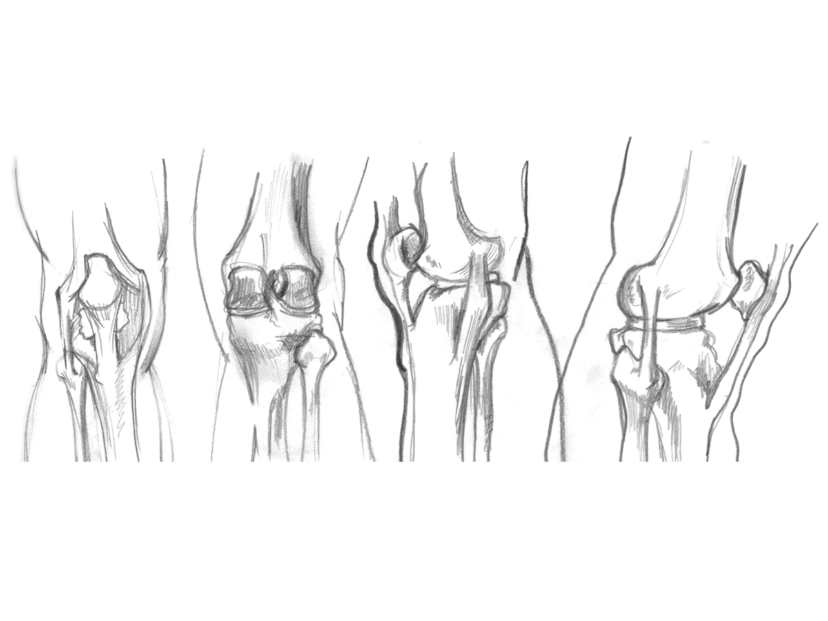 A drawing of several different types of bones.
